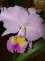 orchids-june10 016